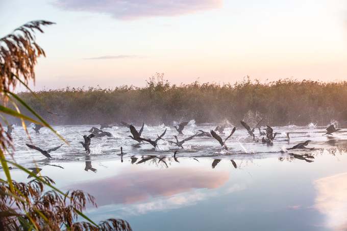 Bức ảnh của Helen Storer vào top ảnh ấn tượng chụp đàn chim ở công viên Broads. Đây là vùng đất ngập nước được bảo vệ lớn nhất nước Anh, thành lập tháng 4/1989 với 303 km2. Các con sông, hồ cạn rộng lớn và đầm lầy làm cho khu vực này có các loài động thực vật đa dạng.