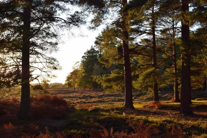 Công viên New Forest là vườn quốc gia nhỏ nhất tại Anh, có diện tích 580 km2. Trong khu vực này có khoảng 700 loài hoa dại, 5 loài hươu và nhiều động thực vật khác.