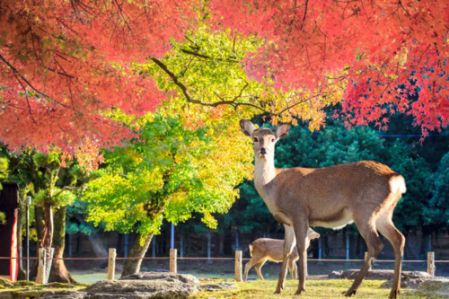 Công viên Nara có khoảng 1.200 loài thực vật và hơn 1.000 con hươu sika hoang dã. Ảnh: Travel Wire Asia.
