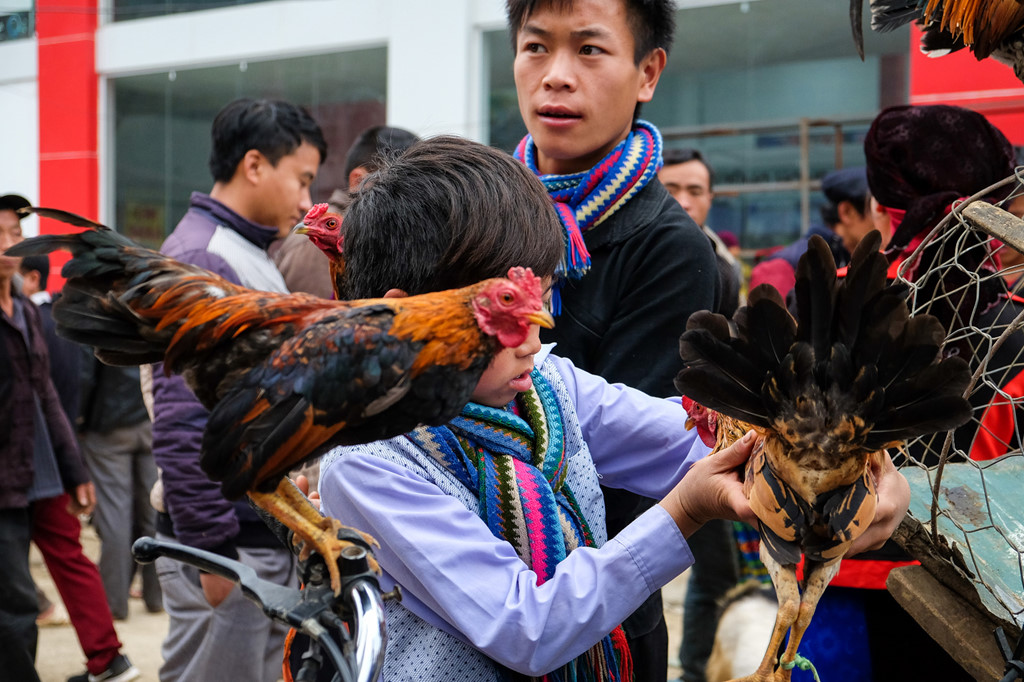 Cậu bé người Mông đang chăm chút cho chú gà của mình. Khu vực mua bán gà tập trung nhiều thanh thiếu niên. Với các cậu bé, chợ là nơi gỡ bạn bè và cho những chú gà của mình “tỷ thí”.