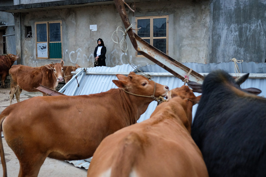 Người dân địa phương thường dắt bò tới chợ từ sáng sớm và tập trung lại một khu vực riêng để thuận tiện việc mua bán.