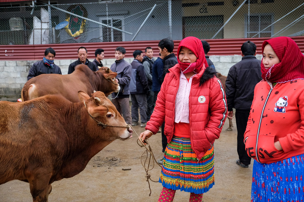 Chị Và Là Dia cùng em gái mang bò từ Khâu Vai (Hà Giang) xuống chợ Mèo Vạc tham gia phiên chợ. Để tới đây, hai người phụ nữ đã phải vượt qua một quãng đường núi khá dài.