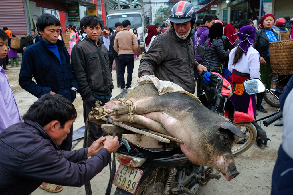Lợn đang được buộc lại chặt để người mua chở về. Tại các vùng núi Tây Bắc xa xôi, thịt lợn là thực phẩm chính của người Mông trong những dịp trọng đại.