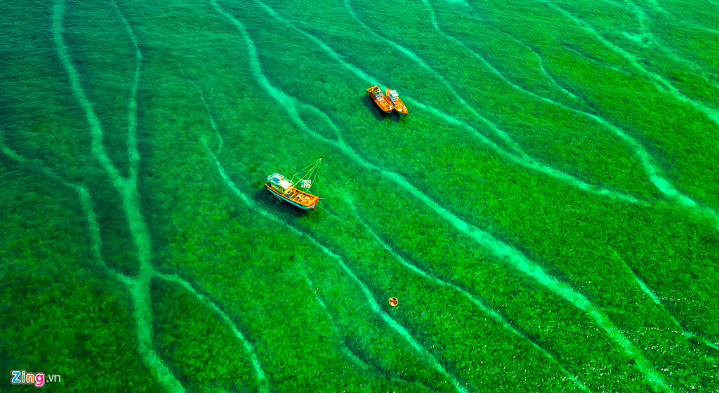 Tàu thuyền ngư dân huyện đảo Lý Sơn như lạc giữa "rừng san hô" đan xen với thảm rêu dày đặc dưới làn nước trong vắt tạo cảm giác thích thú cho du khách. "Được ngắm nhìn, trải nghiệm với mùa rêu trên thềm đá trầm tích núi lửa thật sự thú vị đối với tôi và nhiều du khách khi đến du xuân đầu năm ở vùng ven biển, đảo Quảng Ngãi", Trang bộc bạch.