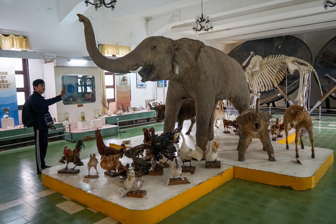 Bộ sưu tập nổi bật của bảo tàng là 386 mẫu thú thuộc 58 loài, trong đó có 38 loài quý hiếm đã được công bố trong sách Đỏ Việt Nam.