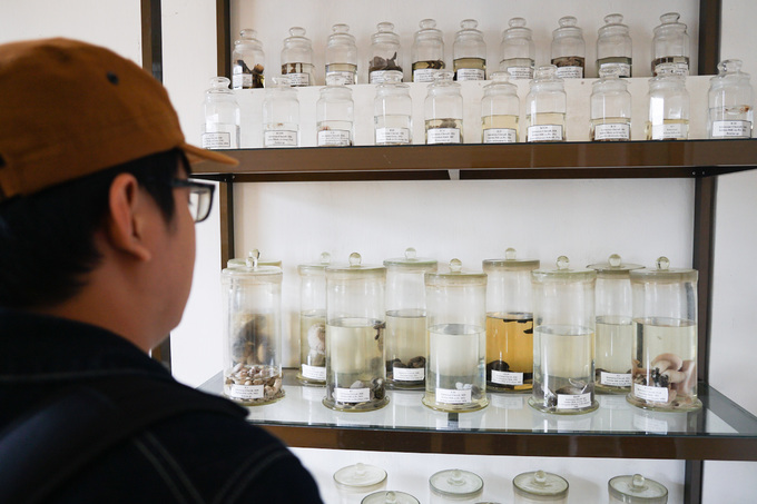 Ngoài ra, bảo tàng còn trưng bày 245 mẫu nấm lớn của 240 loài thuộc khu vực rừng thông Lâm Đồng.