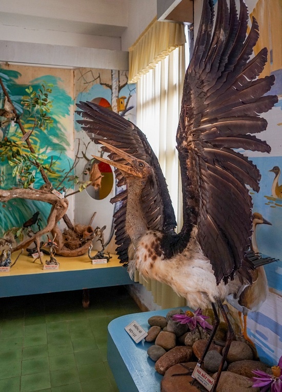 Tiêu bản chim già đãy, một loài được xếp trong danh mục sách Đỏ động vật Việt Nam được trưng bày sinh động.