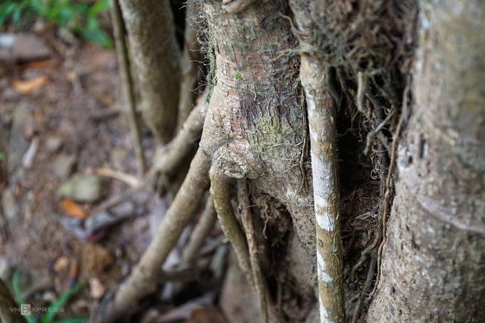 Quanh thân chính có cả hàng chục rễ lớn nhỏ giúp cây bám vững vàng xuống mặt đất.