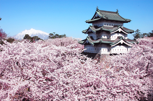 Hirosaki thuộc tỉnh Aomori là điểm ngắm hoa anh đào thú vị ở Nhật Bản.