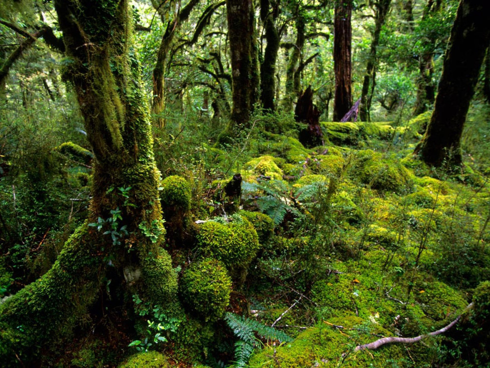 Công viên quốc gia Fiordland thu hút du khách nhờ vẻ nguyên sinh huyền bí với những con đường mòn phủ đầy rêu và dương xỉ, gợi nhớ những khu rừng kỳ bí của tác giả J. R. R. Tolkien - Ảnh: Annie Griffiths