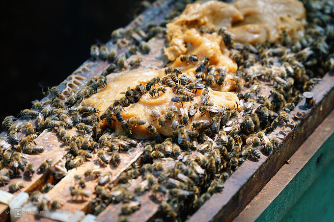 Ong sau khi ăn no sẽ quay về tổ bên dưới để tạo mật. Theo ông Giang, trung bình khoảng 50 cầu ong cho ra gần 20 lít mật.