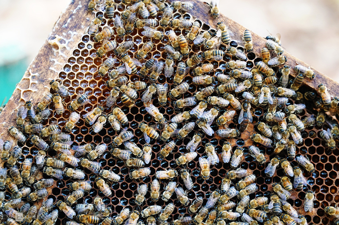 Mật ong của bầy nuôi trong rừng cao su thường có màu vàng nhạt, mùi thơm và vị ngọt dịu. "Khoảng 2 năm trở lại đây, giá mật bán ra rớt xuống gần một nửa. Nếu trước đây giá khoảng 60.000 đồng một lít, bây giờ chỉ còn hơn 40.000 đồng", ông Giang nói.