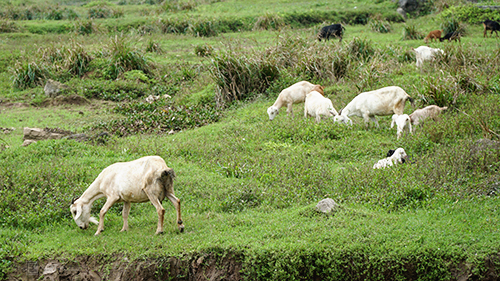 Những đàn dê được chăn thả bên sườn núi. Ảnh: Phong Vinh.