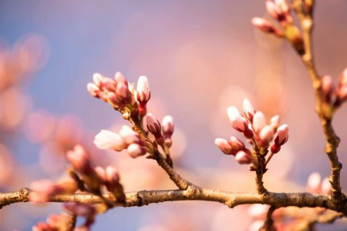 Cuối tháng 3, tiết trời Washington bắt đầu ấm dần nhờ những tia nắng vàng sau cái lạnh buốt của mùa đông khiến hoa anh đào hé nở. Theo dự báo, những ngày tới có thể là thời điểm tuyệt vời để loài hoa mỏng manh này bung sắc. Ảnh: Getty.