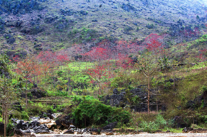 Năm nay, hoa gạo ở Hà Giang nở sớm vào đầu tháng 3 và trùng với thời điểm "xuân muộn" tại vùng cao nguyên đá, nơi những cây hoa đào mới bung nở rực rỡ.