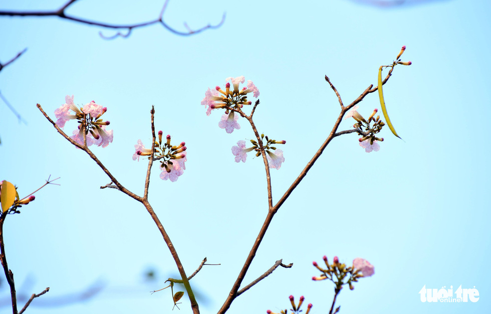 Thông thường khi cây ra hoa, hầu hết lá đều rụng, trên đầu mỗi cành chỉ nhìn thấy những cụm hoa tím hồng - Ảnh: DUYÊN PHAN
