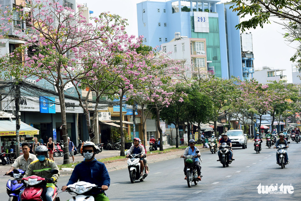 Hoa kèn hồng nở rộ trên tuyến đường Điện Biên Phủ, hướng từ ngã tư Hàng Xanh, quận Bình Thạnh sang quận 1 - Ảnh: DUYÊN PHAN