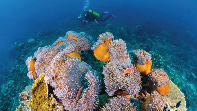 Rạn san hô hẹp bao quanh đảo là nơi sinh sống của 88 loài san hô khác nhau và 600 loài cá. Lặn biển là điều phải làm với khách du lịch mỗi lần đến đảo vì sự phong phú của động thực vật dưới nước. Những cảnh tượng ngoạn mục chỉ cách bờ biển vài mét. Flying Fish Cove là địa điểm nổi tiếng và dễ tiếp cận hơn cả, phù hợp để lặn với ống thở và bình khí. Ảnh: Aussie Specialist.Hiện Australia được nhiều công ty lữ hành, trong đó có Tugo, đưa vào lịch trình khám phá. Công ty du lịch Tugo được thành lập từ năm 2015, chuyên tổ chức tour du lịch hướng đến các thị trường cao cấp như: Hàn Quốc, Nhật Bản, Đài Loan, Australia, Pháp, Mỹ, châu Âu.