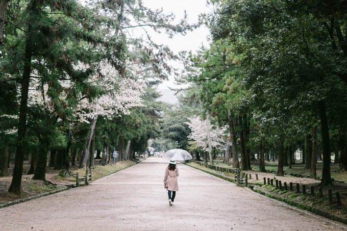 Mùa hoa anh đào - mùa đẹp nhất trong năm ở Nhật Bản - đang bắt đầu ở nhiều thành phố phía nam. Bên cạnh Tokyo, Kyoto, Osaka, thành phố Nara cũng là một trong những nơi ngắm hoa anh đào nổi tiếng ở xứ sở phù tang.