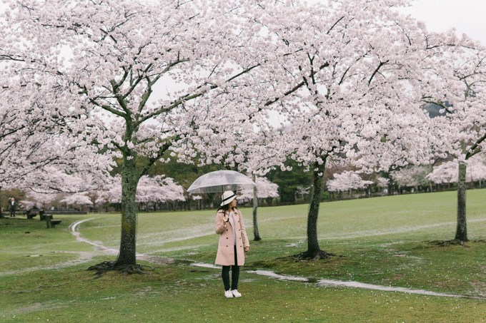 Tuỳ vào thời tiết mỗi năm, hoa đào ở Nara thường nở vào khoảng nửa cuối tháng 3, đầu tháng 4. Khi nói đến thành phố này, người ta hay nghĩ đến những chú nai ở công viên Nara và các di tích lịch sử. Đây từng là cố đô của Nhật trong thế kỷ thứ 8.