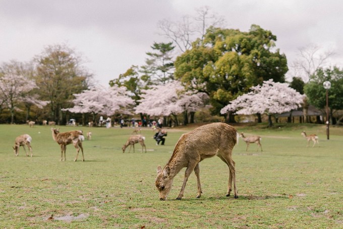 Công viên Nara là địa điểm mà bạn không thể bỏ qua khi đến thành phố này. Có khoảng 2.000 cây hoa anh đào được trồng ở đây. Bạn hẳn sẽ không muốn bỏ lỡ cảnh tượng những chú nai xinh xắn dạo chơi dưới những cây hoa tuyệt đẹp.