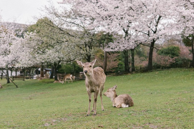 Công viên Nara là nơi sinh sống và bảo tồn, chăm sóc của hơn 1.200 con nai và hươu thuộc các giống khác nhau. Tuy ngày nay người ta không còn tôn thờ nai như một vị thần nhưng với người dân Nara, nai như một biểu tượng sống của thành phố.