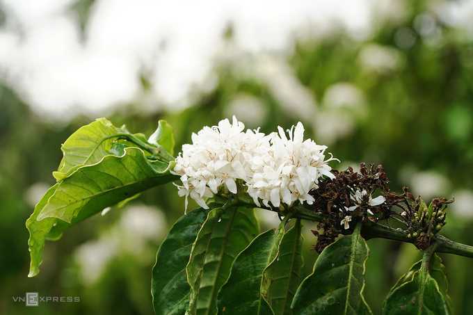 Mỗi năm, hoa cà phê thường nở khoảng 2-3 đợt, từ tháng 12 đến tháng 3 năm sau, mỗi đợt kéo dài từ 7 đến 10 ngày. Đến Gia Lai cuối tháng 3, du khách vẫn có cơ hội ngắm nhìn những bông hoa trắng muốt. Chỉ qua một đêm, những cánh rừng cà phê xanh chuyển hoa trắng dưới bầu trời trong xanh và cái nắng dịu nhẹ.