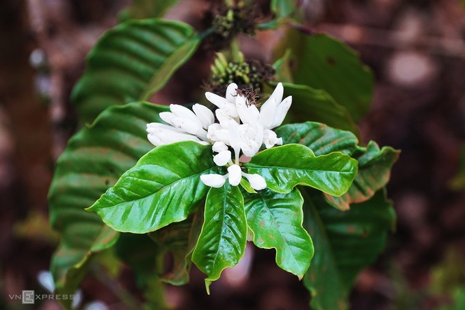 Sáng sớm là lúc lý tưởng để bạn khởi đầu hành trình "săn" hoa cà phê. Nhờ đặc điểm thổ nhưỡng là đất đỏ bazan màu mỡ, Gia Lai trở thành một trong những “thủ phủ cây cà phê” ở Tây Nguyên.