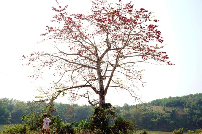 Trên các cung đường ở huyện miền núi Sơn Hà, Sơn Tây (Quảng Ngãi), nhiều cây gạo nở hoa đỏ rực như những đốm lửa giữa núi rừng.