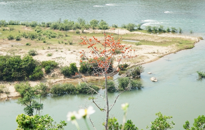 Một cây gạo nhỏ mọc giữa lòng sông Rin, huyện Sơn Hà.