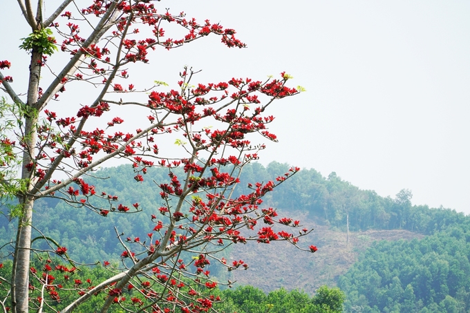 Màu đỏ của hoa gạo điểm xuyết lên màu xanh thâm u của núi rừng.