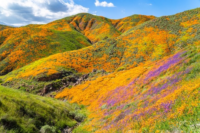 Walker Canyon, hẻm núi thuộc dãy Temescal, quận Riverside, bang California (Mỹ) trở nên nổi tiếng vào giữa tháng 3 năm nay nhờ khoác lên mình bộ cánh màu cam đẹp như một bức tranh.