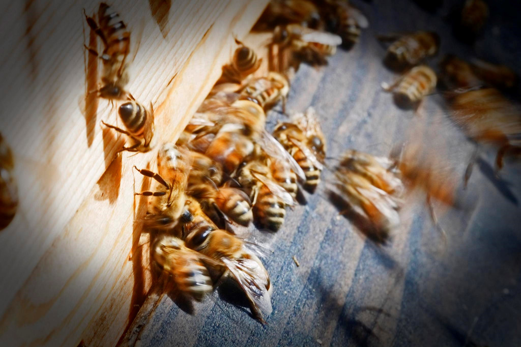9. Vào mùa xuân năm 2013, có một đàn ong đã làm tổ trên mái nhà kho đồ thánh. Bằng cách nuôi tổ ong, nhà thờ Đức Bà muốn khơi gợi lại vẻ đẹp của sự sáng tạo và trách nhiệm của con người đối với nó. Ảnh: Euractiv.