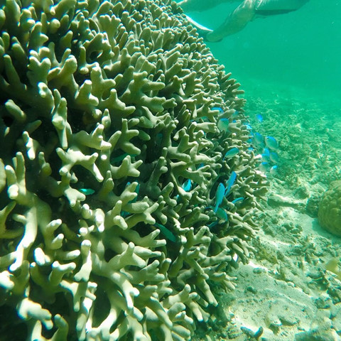 Bạn có thể khám phá thế giới san hô đầy màu sắc, chiêm ngưỡng hàng nghìn loài cá, thậm chí có thể nhìn thấy cả cá mập. Vẻ đẹp thiên nhiên nên thơ, thiên đường sinh vật biển độc đáo và những trải nghiệm thú vị, khó quên tại quốc đảo Fiji sẽ là tất cả những gì đang chờ đón bạn vào mùa hè này. Ảnh: Shaedools.