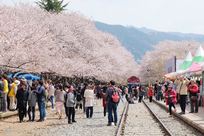 Jinhae là một khu vực trong thành phố Changwon, miền nam Hàn Quốc, nổi tiếng với lễ hội hoa anh đào được tổ chức thường niên vào mùa xuân. Đây cũng là một trong những điểm ngắm hoa anh đào đẹp bậc nhất ở xứ sở kim chi.
