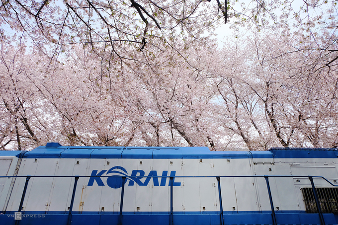 Mùa xuân ở Hàn Quốc thường bắt đầu từ cuối tháng hai và kéo dài cho đến hết tháng tư. Thời gian anh đào nở thường rất ngắn. Hoa nở rộ chừng 10 ngày và chỉ cần một vài cơn mưa hoặc gió lớn, bông sẽ rụng hàng loạt.