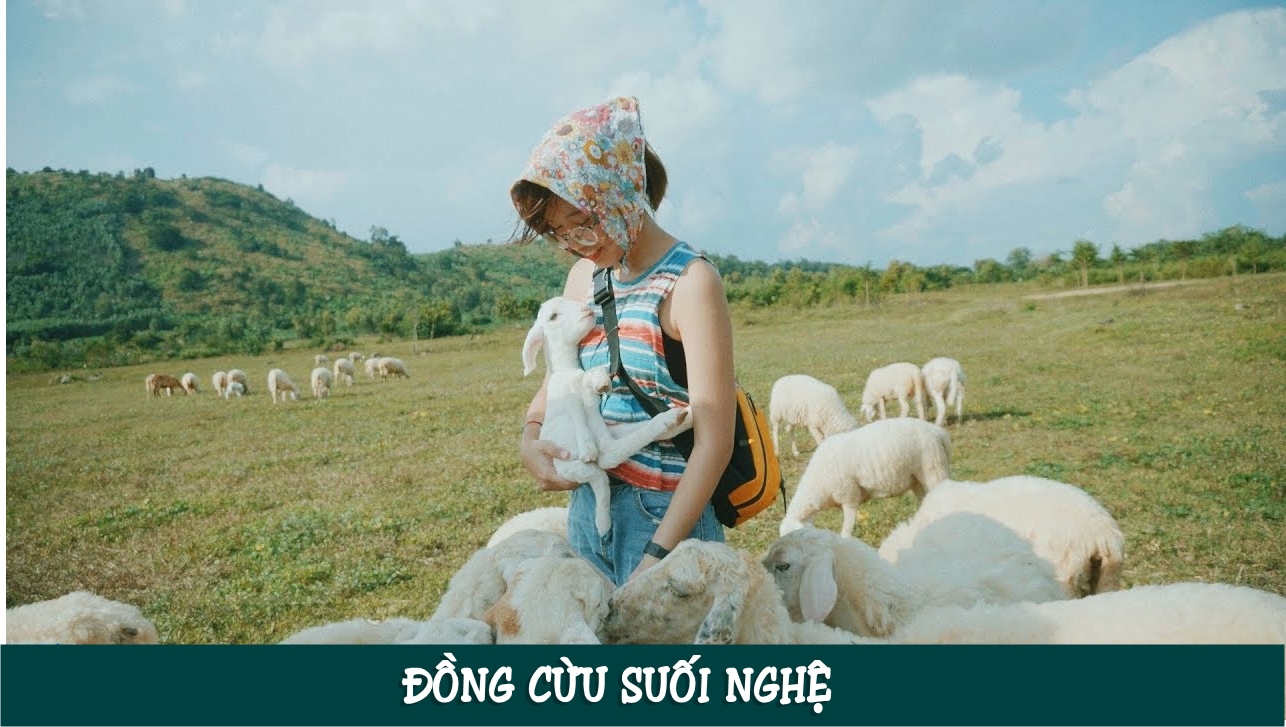 Đồng cừu Suối Nghệ cách Sài Gòn chỉ tầm 70 km nằm trên con đường Phước Tân – Hội Bài, đoạn ngang qua xã Suối Nghệ, huyện Châu Đức. 