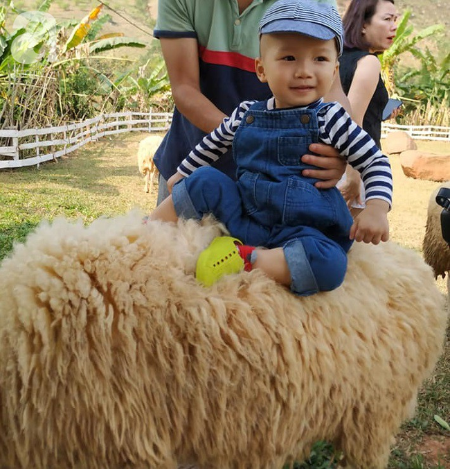 Còn cả 1 trang trại cừu, em bé cười tít mắt vì lần đầu được sờ và cưỡi cừu.