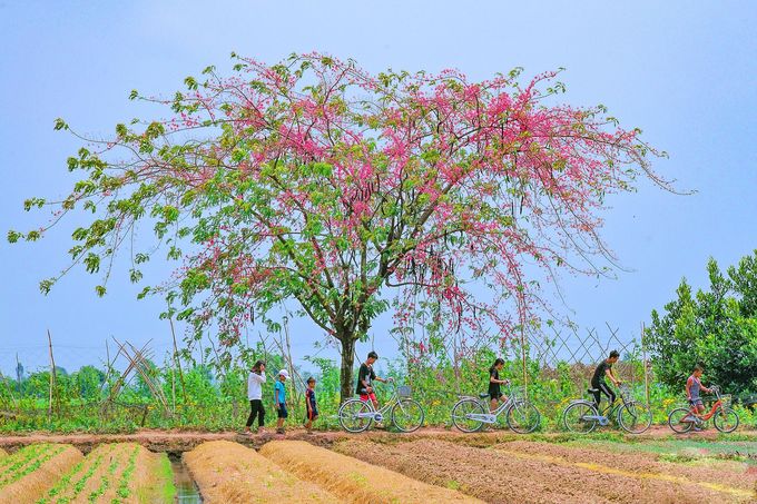 Cây ô môi đang nở hoa rực rỡ bên bờ mương ở Phú Bình, Phú Tân, An Giang. Ảnh: Ngọc Thanh Hồng.