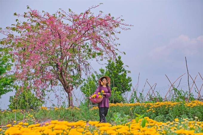 Thiếu nữ tại vườn hoa ở Phú Bình, Phú Tân, An Giang. Ảnh: Ngọc Thanh Hồng.