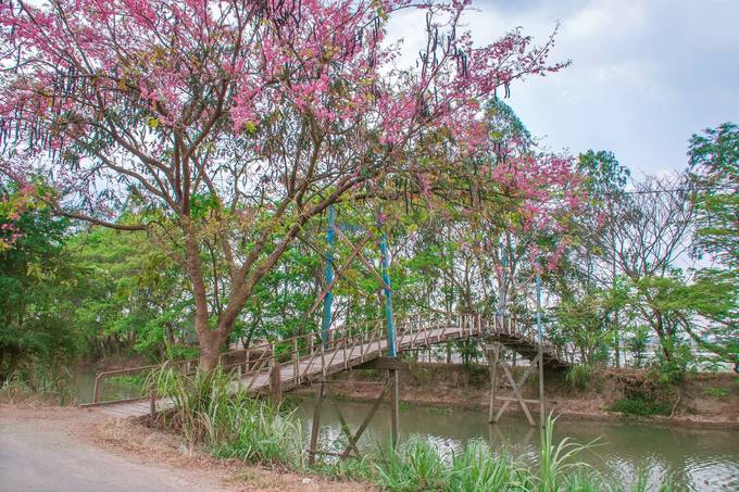 Chiếc cầu quê hương Phú Long, Phú Tân, An Giang thêm sắc hồng vào mùa hoa ô môi. Ảnh: Ngọc Thanh Hồng.