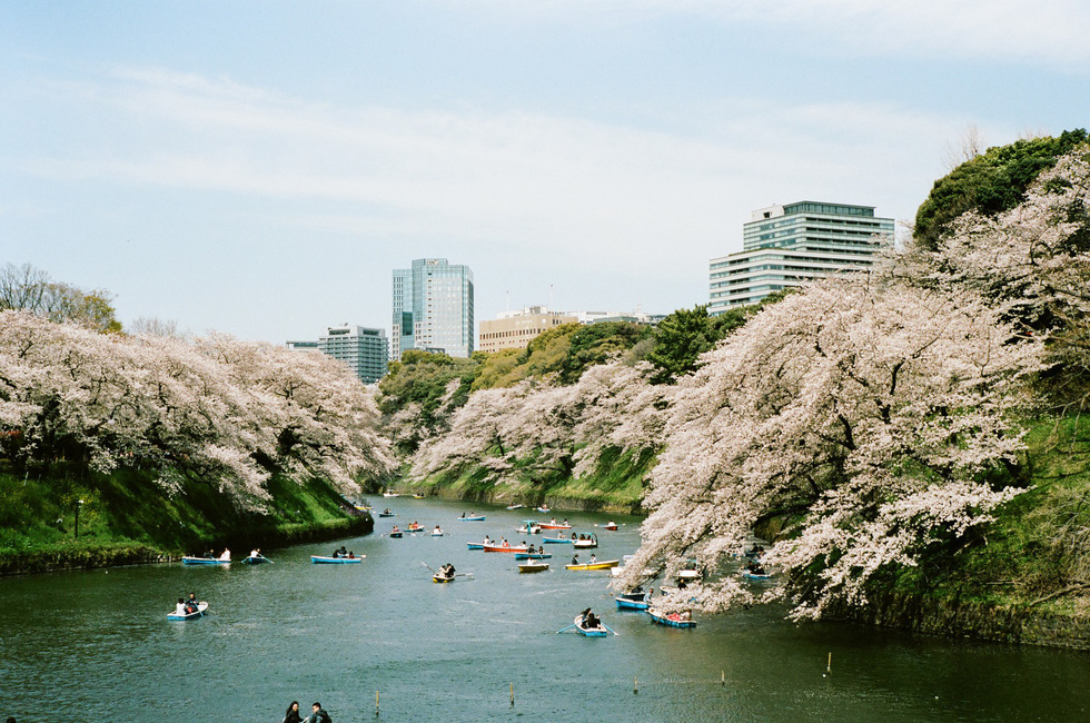 Du khách chèo thuyền trong công viên Chidorigafuchi, Tokyo - Ảnh: ĐĂNG TRÌNH