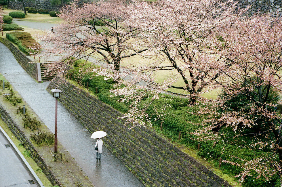 Một người phụ nữ bước đi dưới trời mưa gần lâu đài Kanazawa - Ảnh: ĐĂNG TRÌNH