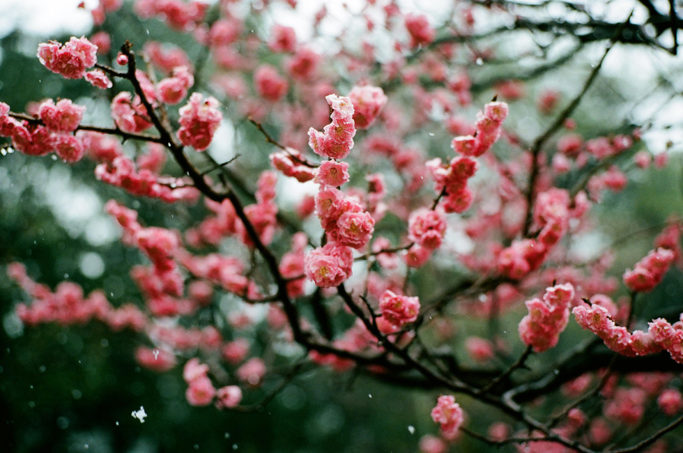 Một cành hoa mơ chớm nở trong vườn Kenrokuen ở Kanazawa - Ảnh: ĐĂNG TRÌNH