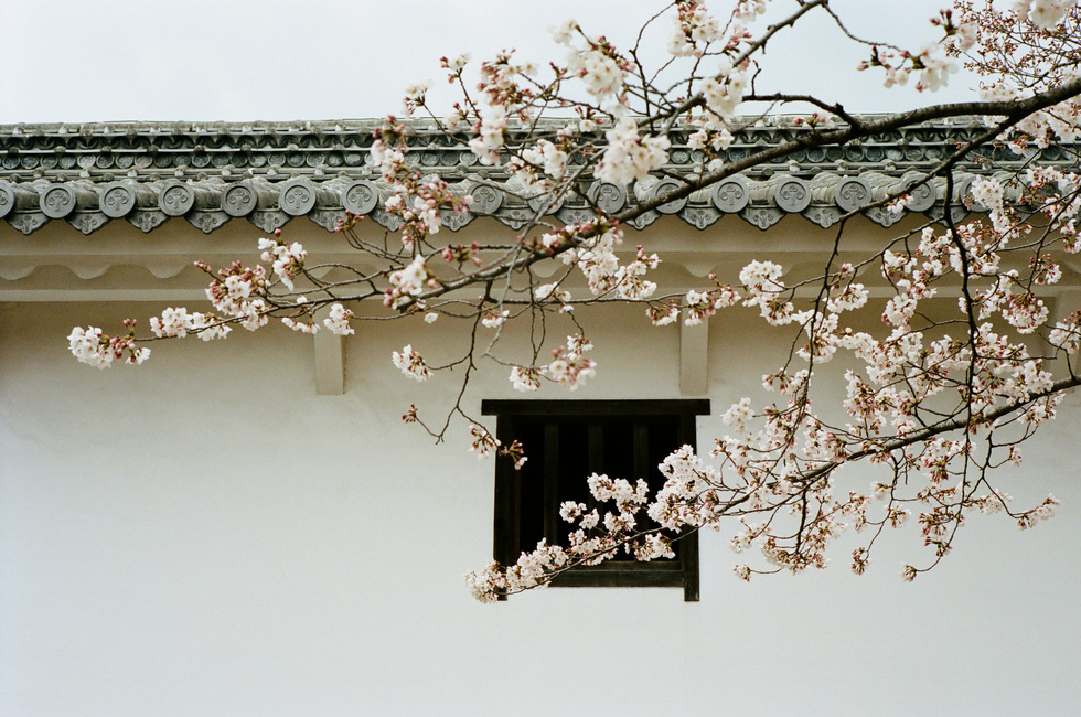 Một cành cây anh đào bắt ngang ô cửa sổ trong lâu đài Himeji, tỉnh Hyogo - Ảnh: ĐĂNG TRÌNH