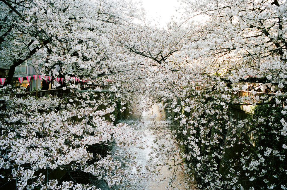Sông Meguro là một trong những điểm ngắm hoa anh đào nổi tiếng nhất Tokyo - Ảnh: ĐĂNG TRÌNH
