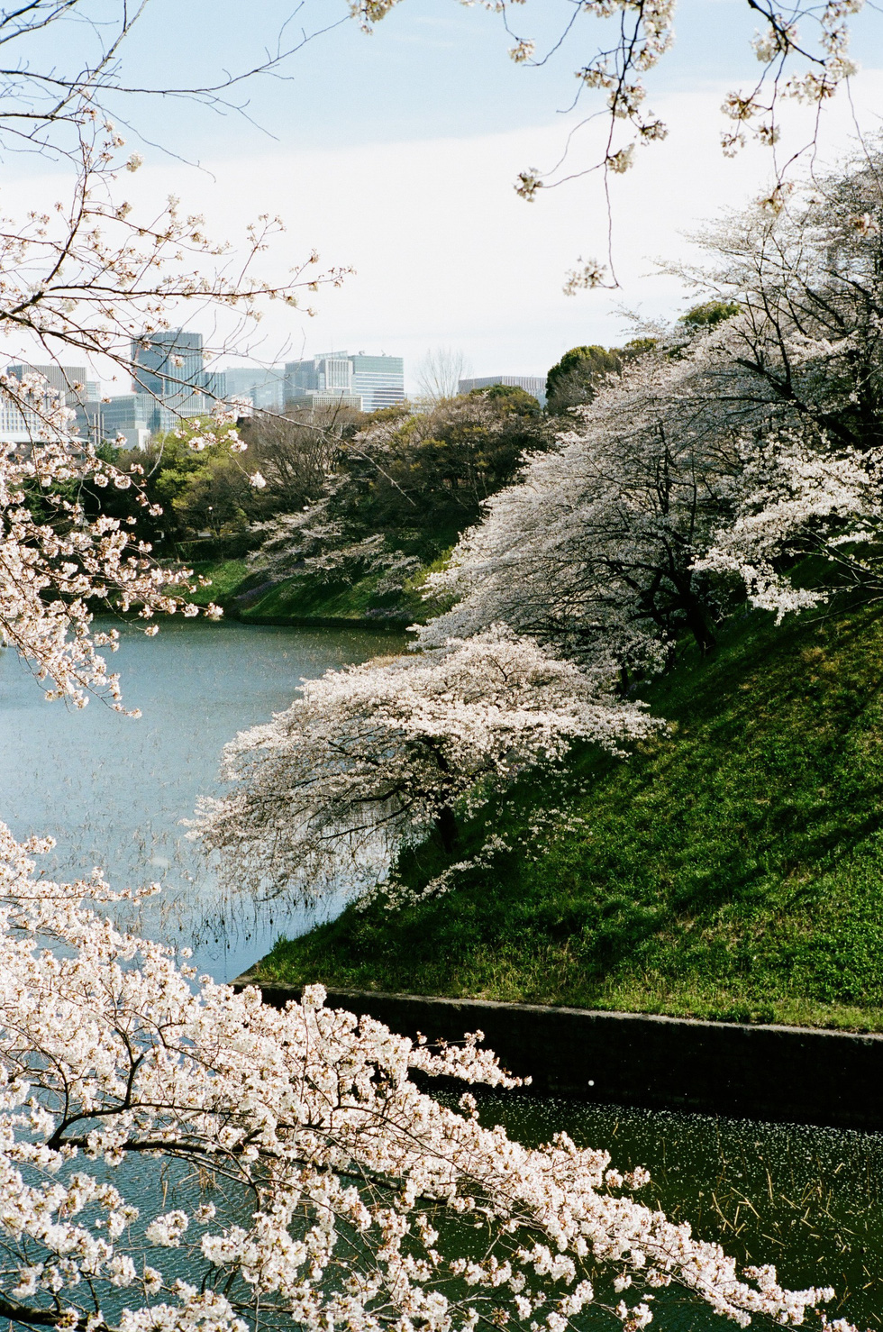Một góc công viên Chidorigafuchi, Tokyo - Ảnh: ĐĂNG TRÌNH