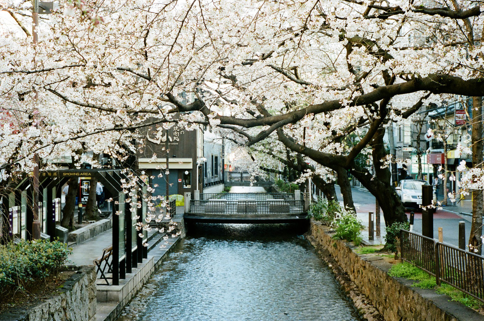 Một con kênh nhỏ với hàng cây hoa anh đào dọc đường Kiyamachi-dori, Kyoto - Ảnh: ĐĂNG TRÌNH