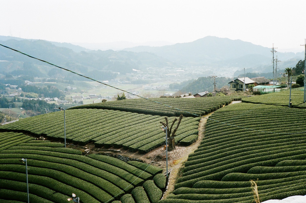 Đồi trà xanh mướt ở Wazuka, Kyoto - Ảnh: ĐĂNG TRÌNH