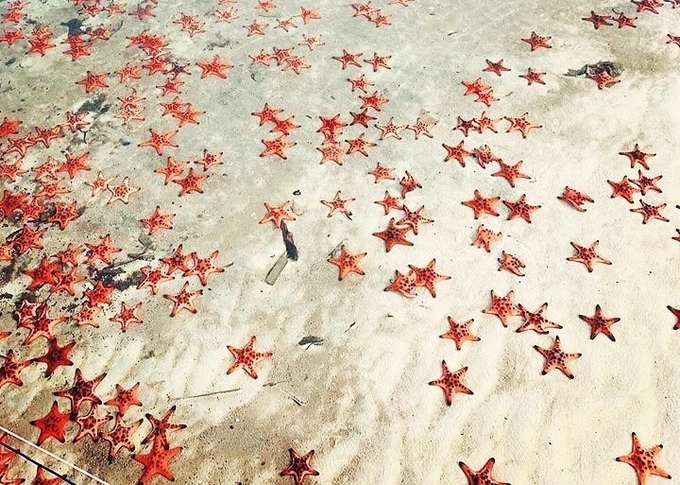 Rạch Vẹm còn được nhiều du khách gọi là "vương quốc sao biển" bởi nơi đây là "nhà" của hàng nghìn con sao biển mà đỏ. Đến mùa, chúng kéo nhau hàng đàn trông đẹp mắt.